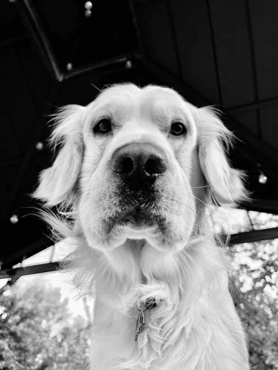 Goose, golden retriever and Head of HR